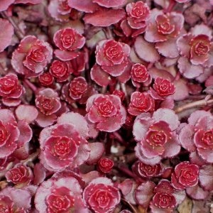 Rozchodník pochybný - Sedum spurium ´DRAGON BLOOD´, kont. C2L